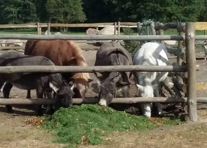 Hotel Nosselia Krzyczki